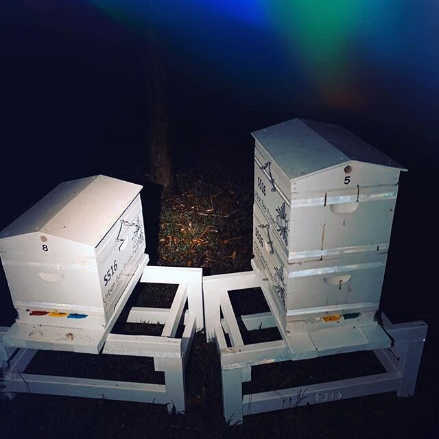 Another undercover delivery. Last night we delivered another two hives to our new Bee Host @rosannabela We welcome her to the Urban Bee Project Australia family and can’t wait to see how these girls go backing on to some beautiful native bush.