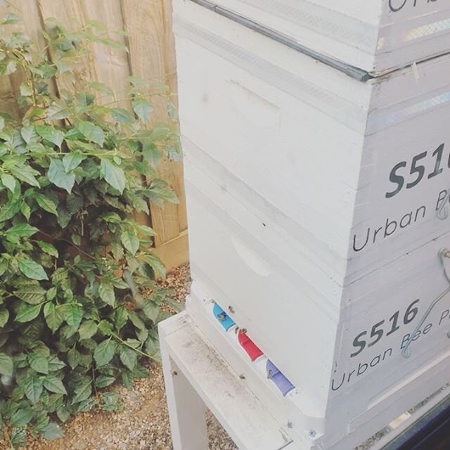 World Bee Day from freezing Melbourne. Stay cozy!
#melbourne #urbanbeeproject #urbanbeeprojectaustralia #melbournefood #victoria #australianmade #beesofinstagram #worldbeeday2020 #worldbeeday #honey #localbusiness #localfood #brightfuture #coldwinte