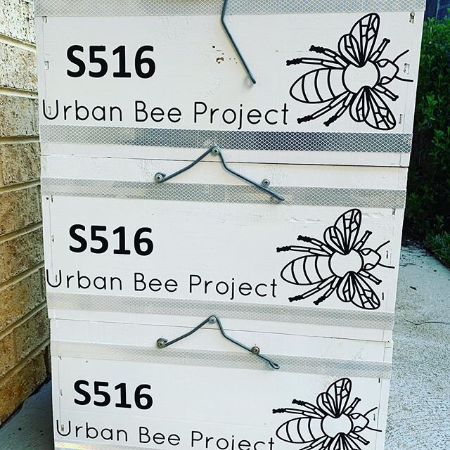 New Hive Boxes are coming along nicely. Only 20 more to go. At least the days are beautiful at the moment.
Bees are quiet in winter and it’s too cold to open the hives. So this is the time Beekeepers use to get ready for the next season. Our g