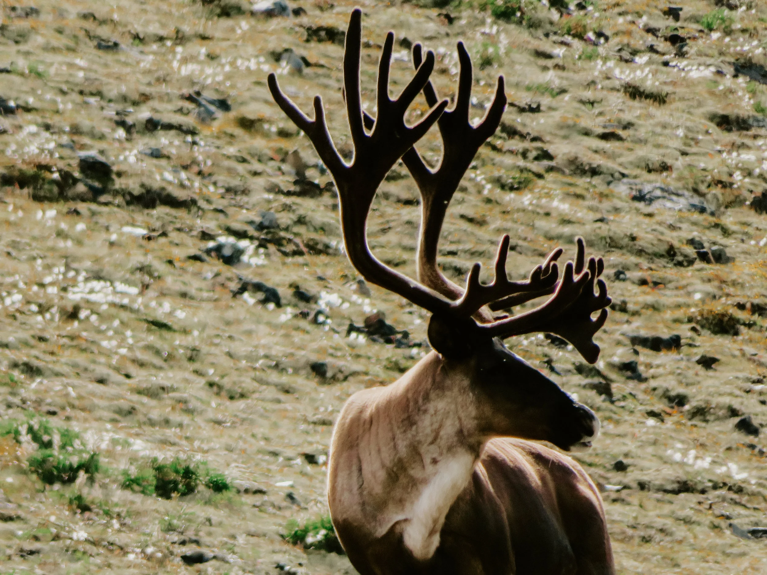 Mountain Caribou — Scoop Lake Outfitters