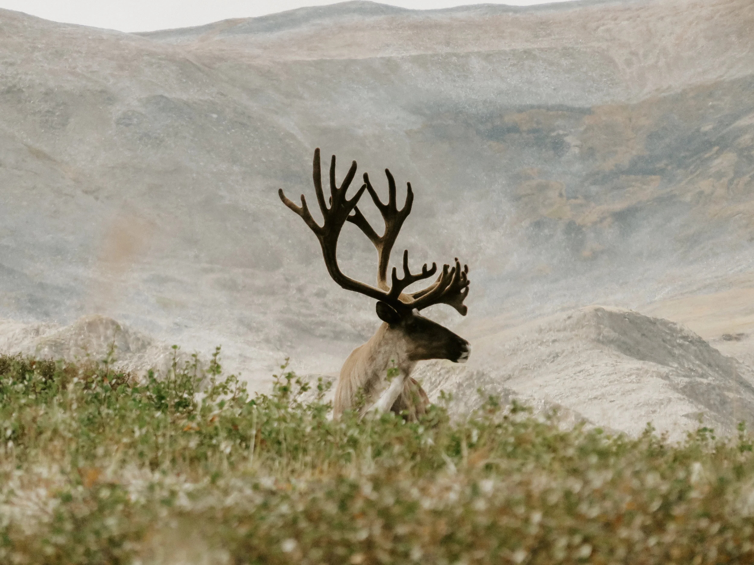 Mountain Caribou — Scoop Lake Outfitters