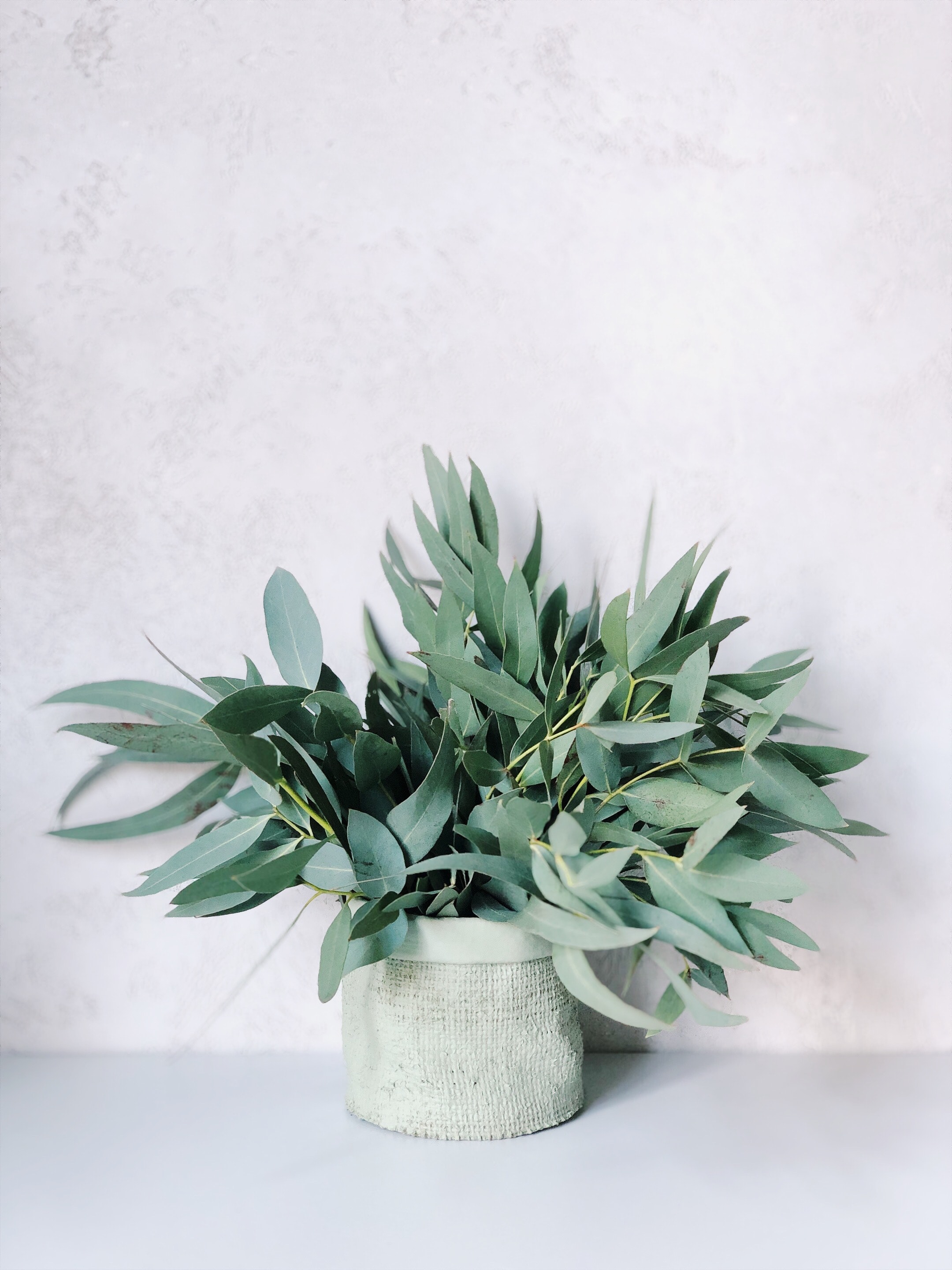 copy-space-copyspace-eucalyptus-970089.jpg