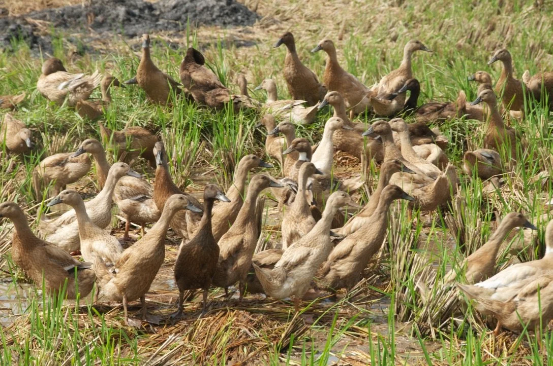 Configurational Analysis