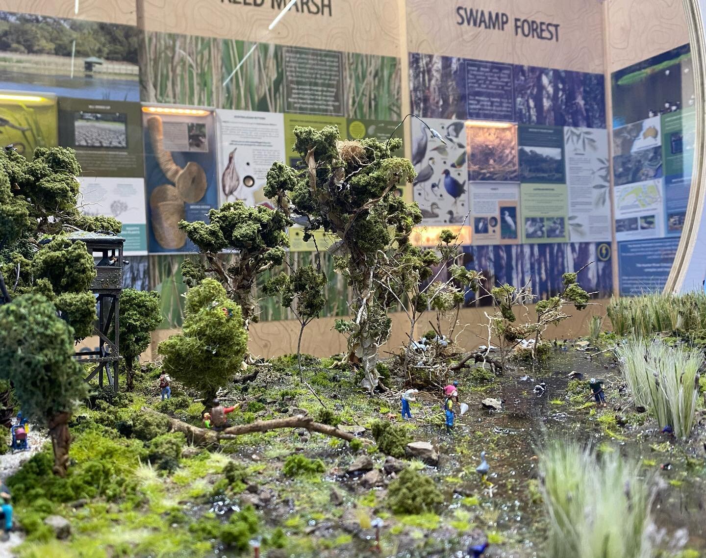 I can&rsquo;t help dropping in to visit my tiny little friends in our interpretive display @hunterwetlands.

Can you spot the researchers, bushwalkers, birdwatchers, and all the many species of birds?? There is even a pair of Australiasian Bitterns n