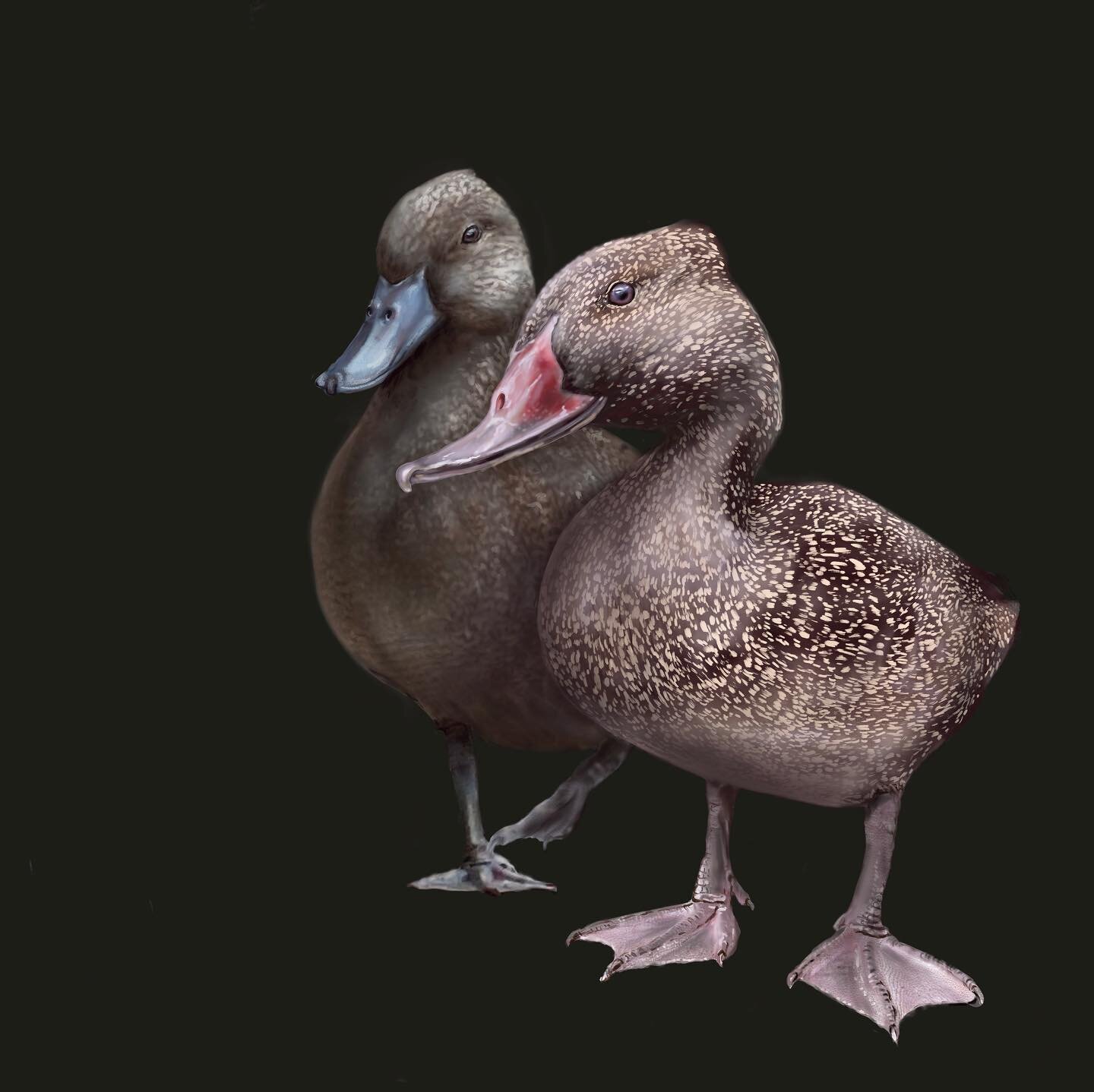 @megalodonprojects we&rsquo;re working on some new interpretive signage for the @hunterwetlands. This time it&rsquo;s all about the Stictonetta naevosa, the Freckled Duck... apparently the rarest waterfowl in the world!

This illustration was extreme