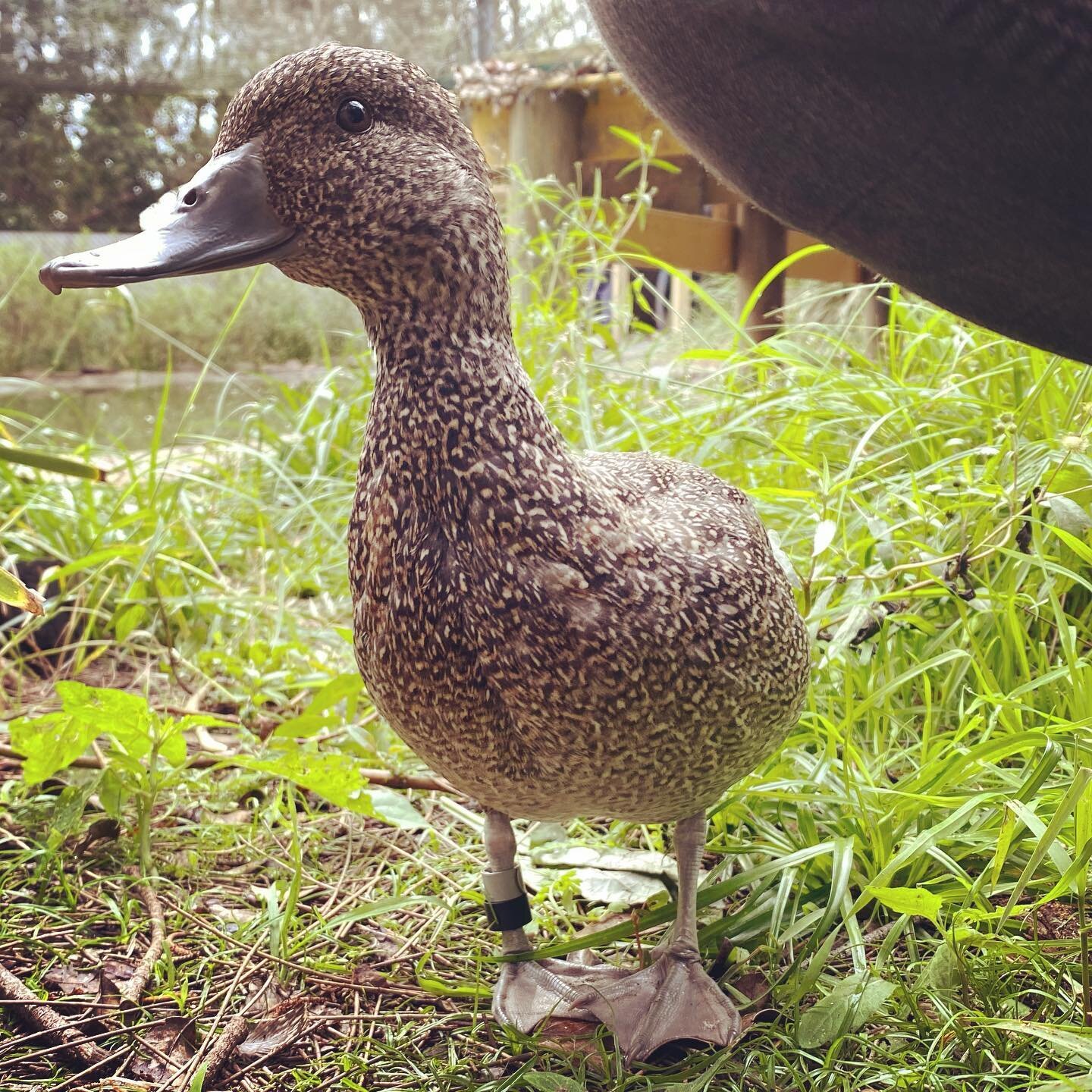 A nice morning spent with the freckled ducks @hunterwetlands developing some content with @megalodonprojects for a new interpretive sign. 

Showcasing the history of the HWC breeding program of this rare waterfowl. 

The most exciting thing is that t