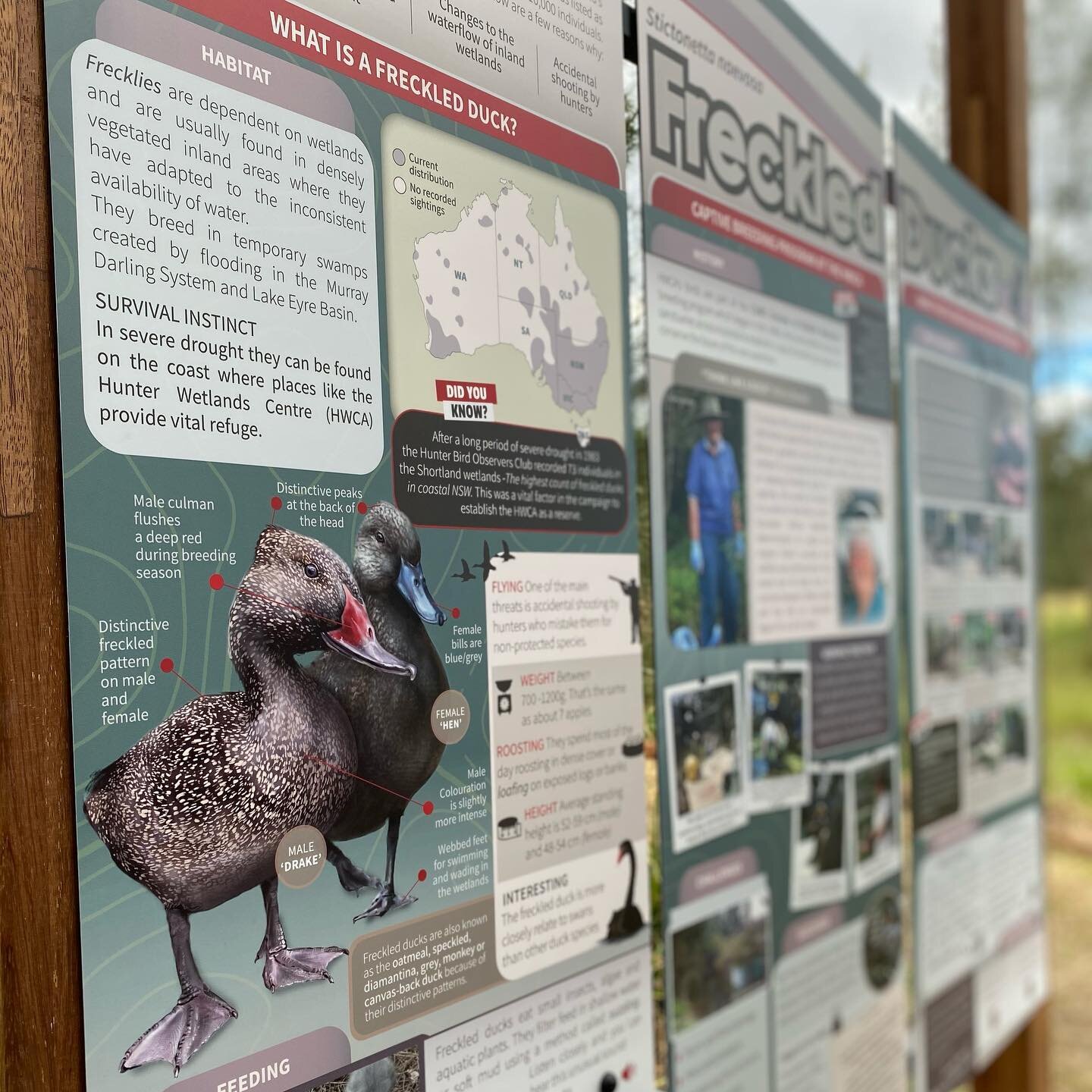 Our latest interpretive sign is up @hunterwetlands! 

The team at @megalodonprojects has made this AMAZING sister sign to the Green and Golden Bell Frog instalment from earlier in the year. 

The most exciting thing is that this one includes sound!! 