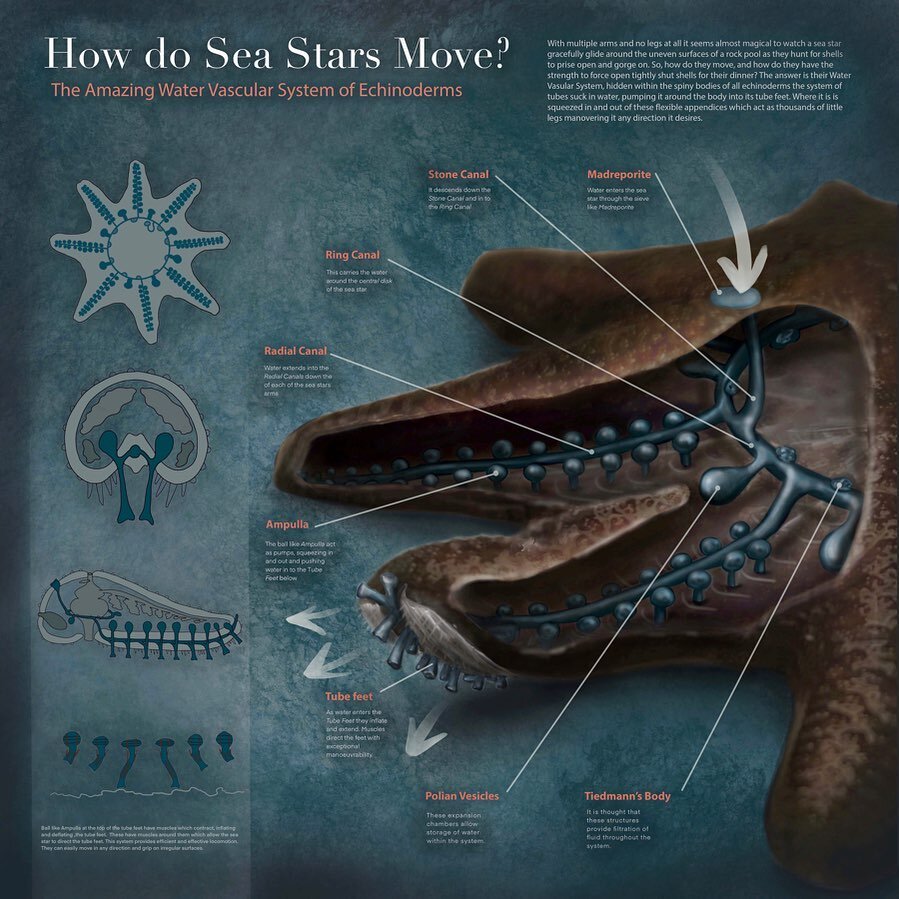 Stoked that this work has been selected  to be included in the 2021 Guild of Natural Science Illustrators exhibition! 

The exhibition runs along side the GNSI annual international conference and features some of the best scientific illustrators in t