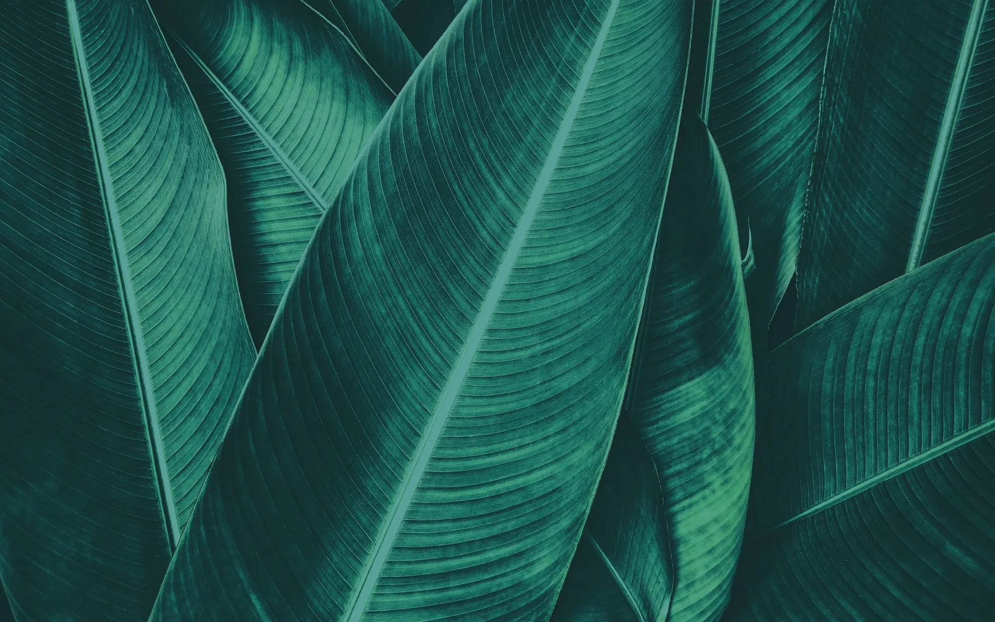 WEB_COVERS6.jpg