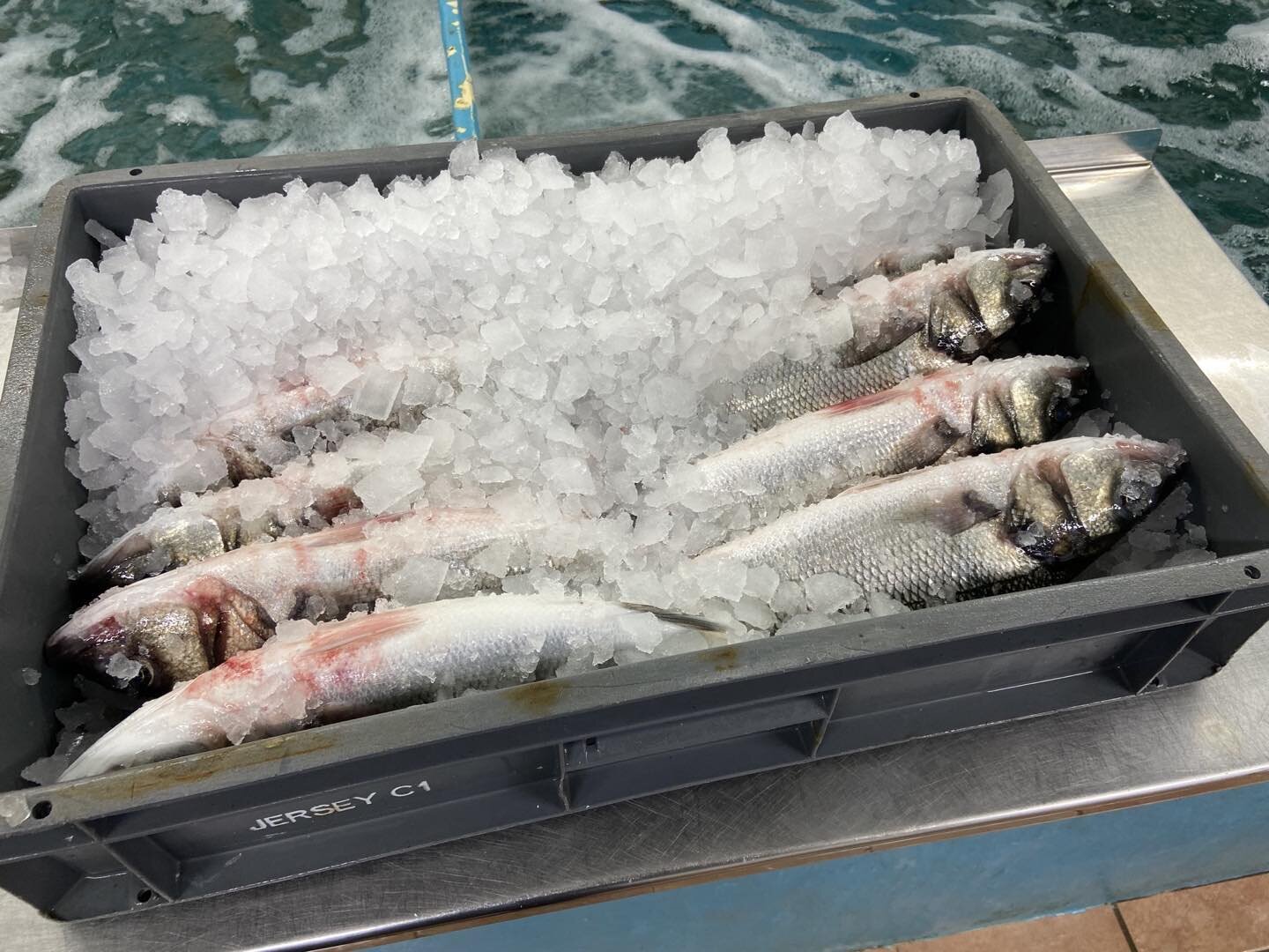 Fresh local Bass caught in St Ouen&rsquo;s Bay today ..