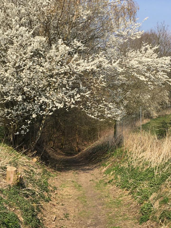 Den dejligste baghave