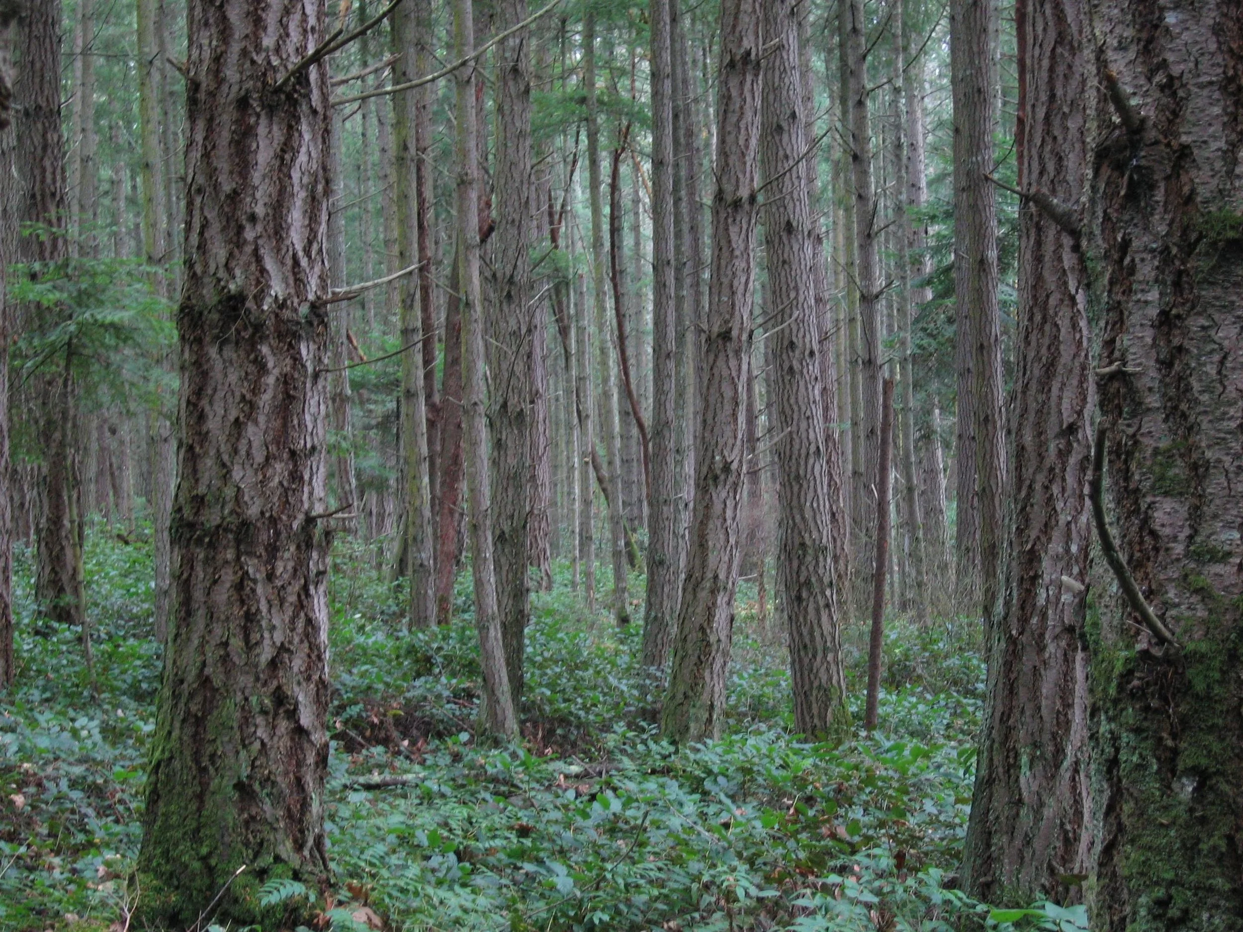 Dense forest with tall trees and green foliage
