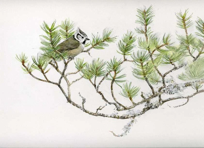 Crested tit, watercolour & charcoal, Jonathan Sainsbury