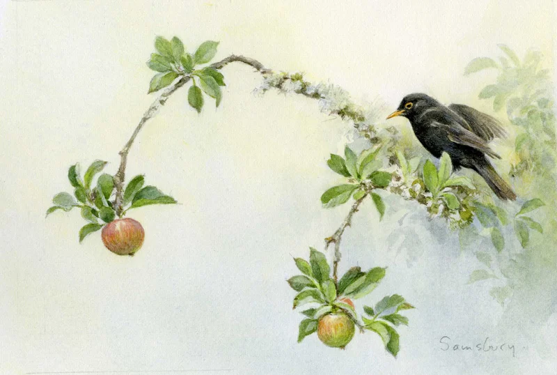 Apple and Blackbird