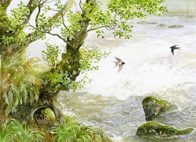 Alder Tree River and Swallows