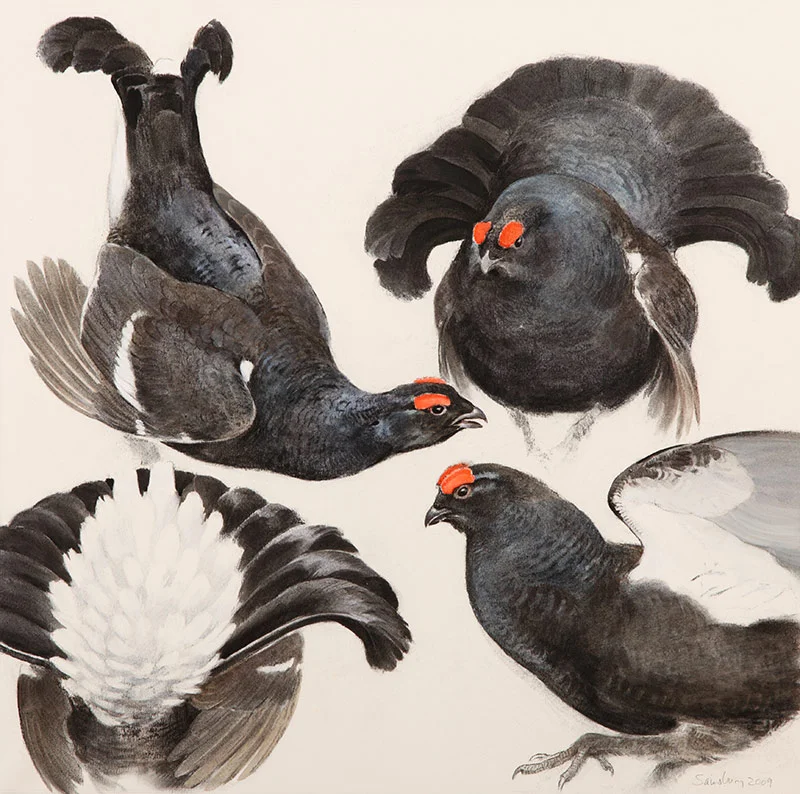 Blackgrouse Square