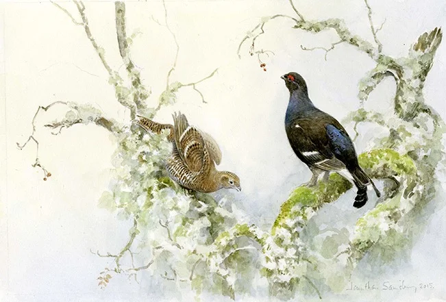 Blackgrouse-in-branches
