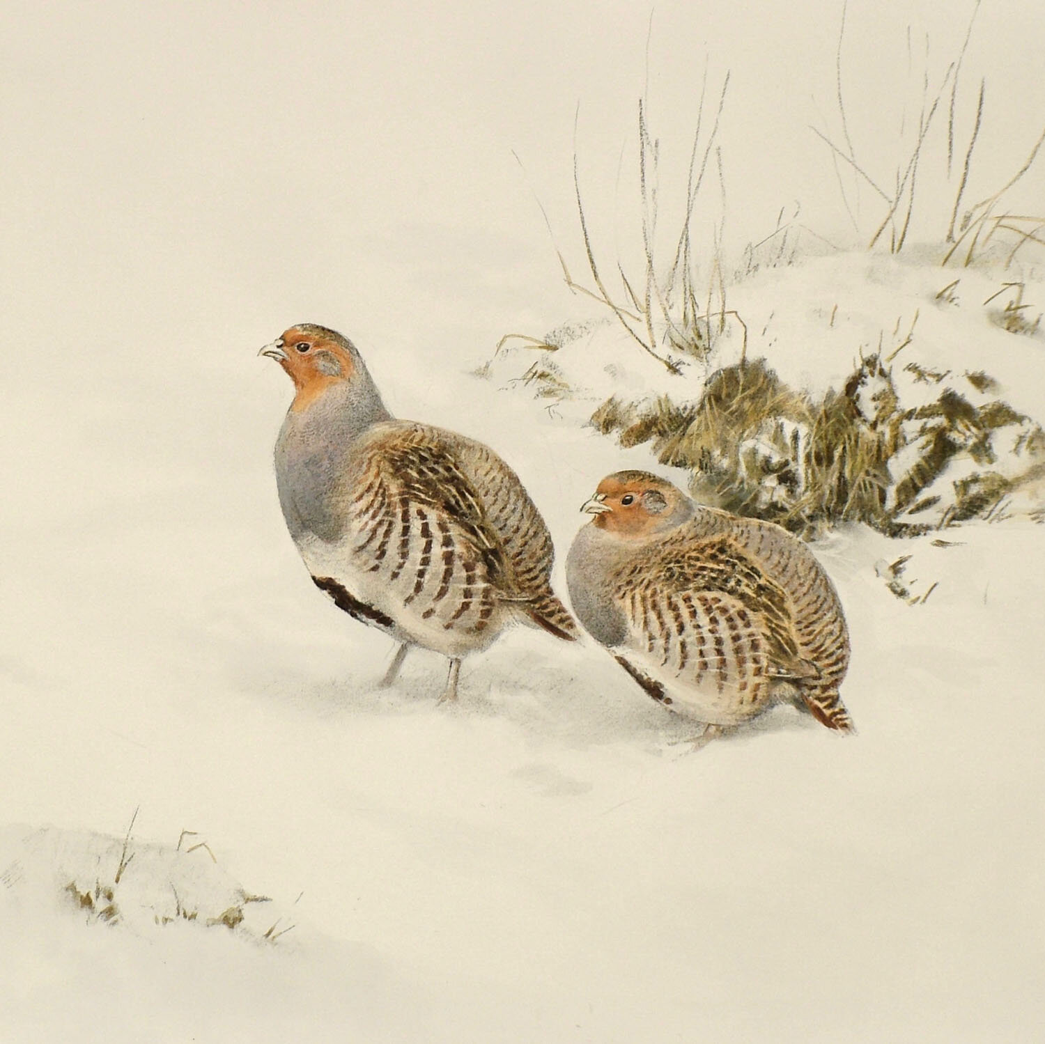 Grey Partridges in the snow