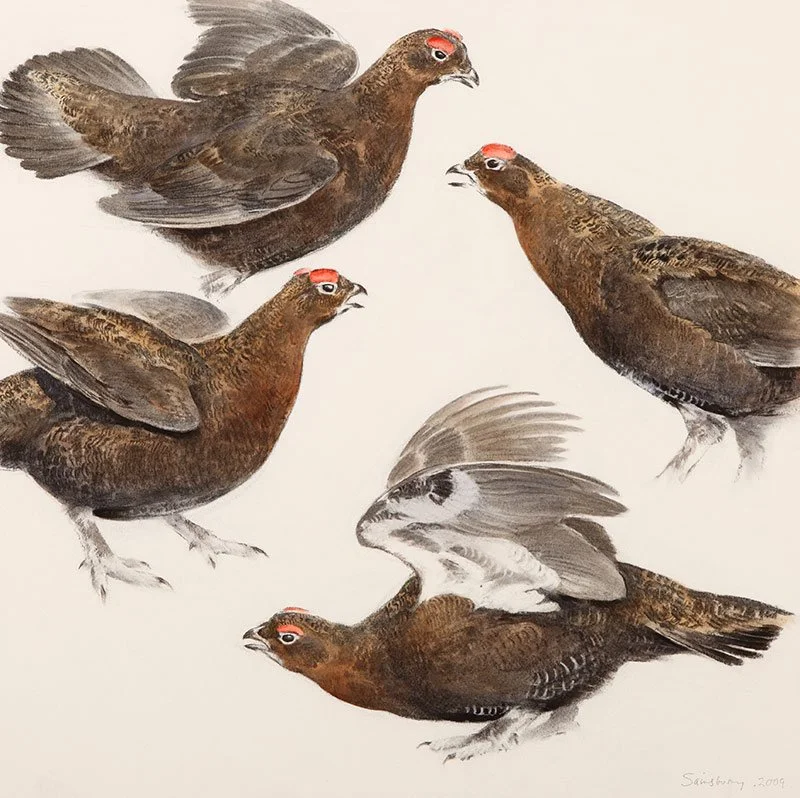 RED GROUSE. Charcoal and watercolour. 20 x 20 inches