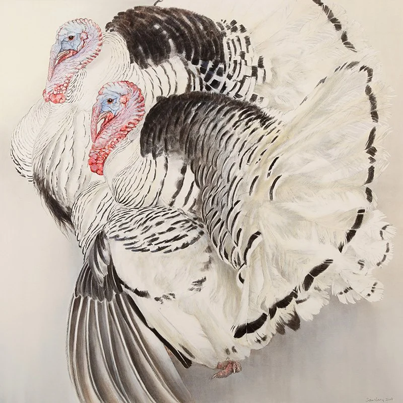 PIED TURKEYS. Charcoal and watercolour. 34 x 34 inches