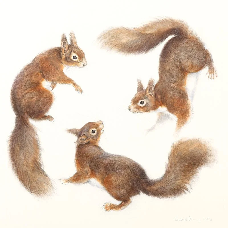 RED SQUIRRELS. Charcoal and watercolour. 16 x 16 inches