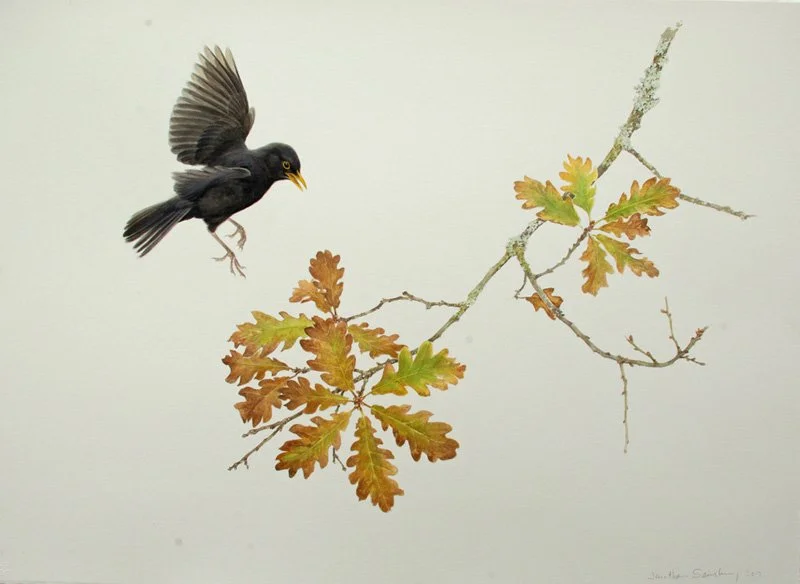 BLACKBIRD AND AUTUMNAL OAK. Watercolour. 22 x 30 inches