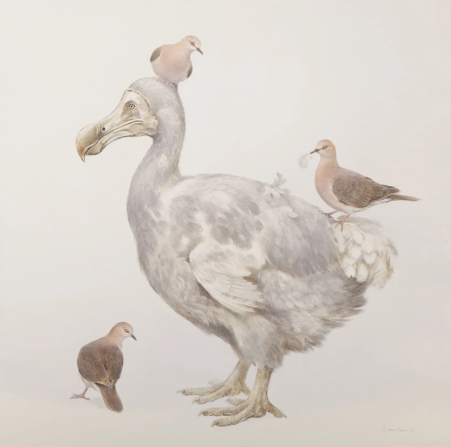 Grenada Doves. Charcoal and watercolour. 26 x 26 inches.