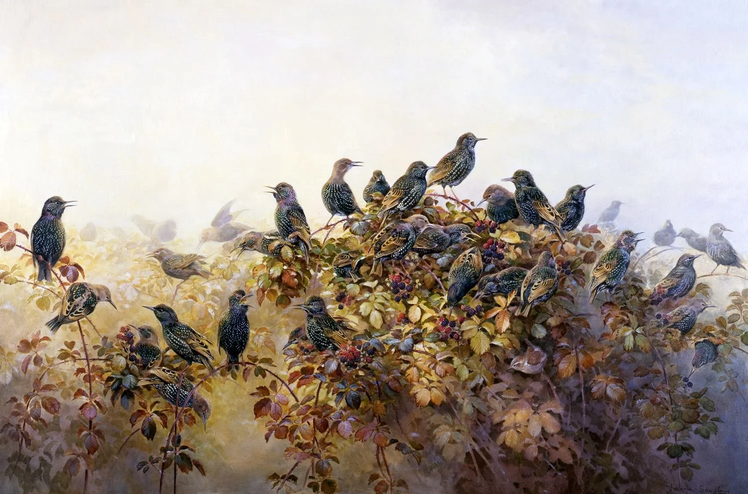 STARLINGS. 28 x 42 inches.