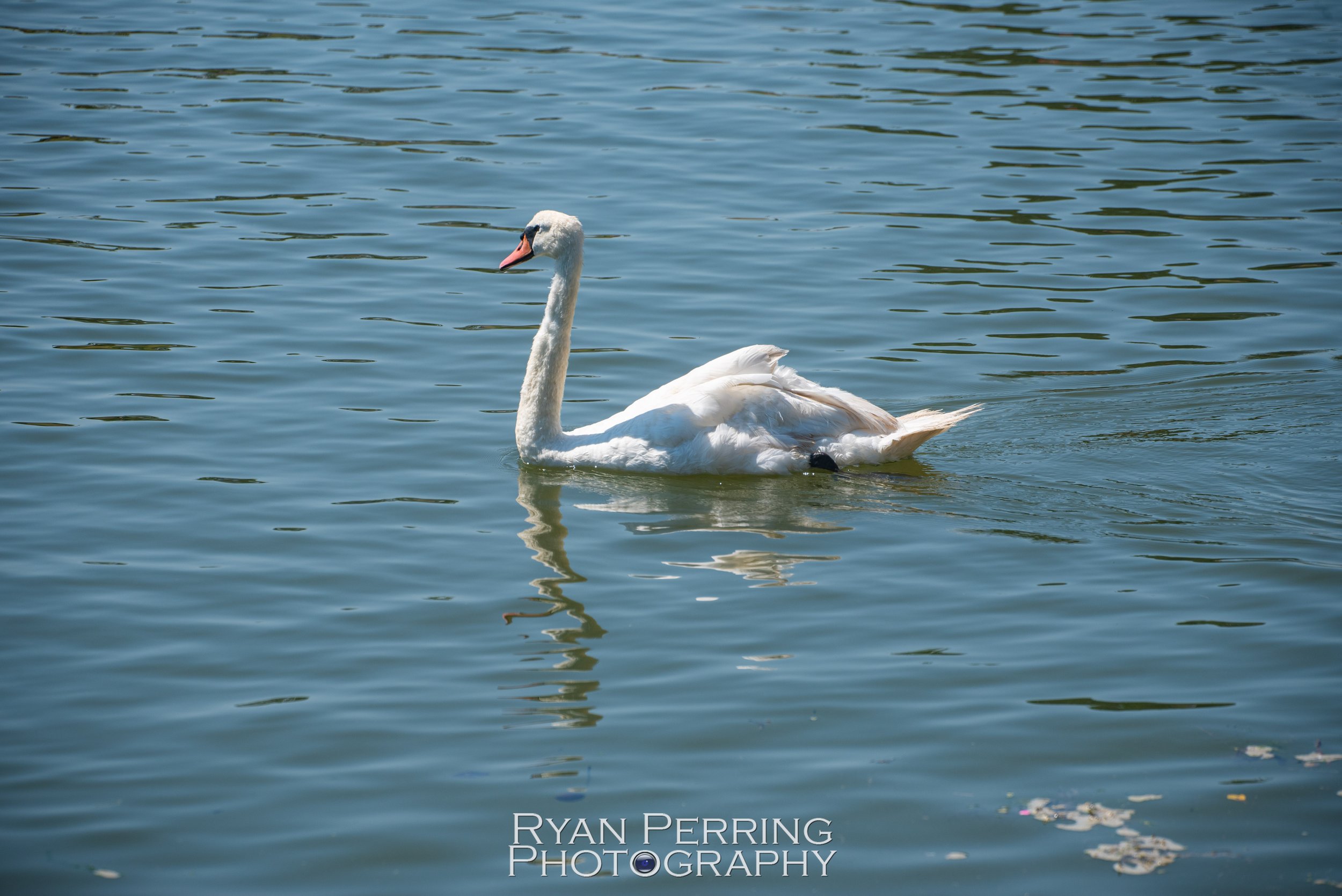 DSC_7598.jpg