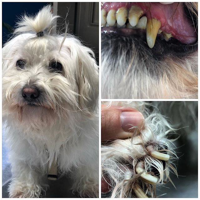 Ojo 👀 edad adulta 7 a&ntilde;os.
#edadperro #queedadtienemiperro #siemprejoven #zara #bichonmaltes #cuidadosdetuperro #cuidaatumascota #u&ntilde;aslargas #pelosano #epifora #entropion #analitica #veterinariaclinica #veterinariaeljardin #veterinariad