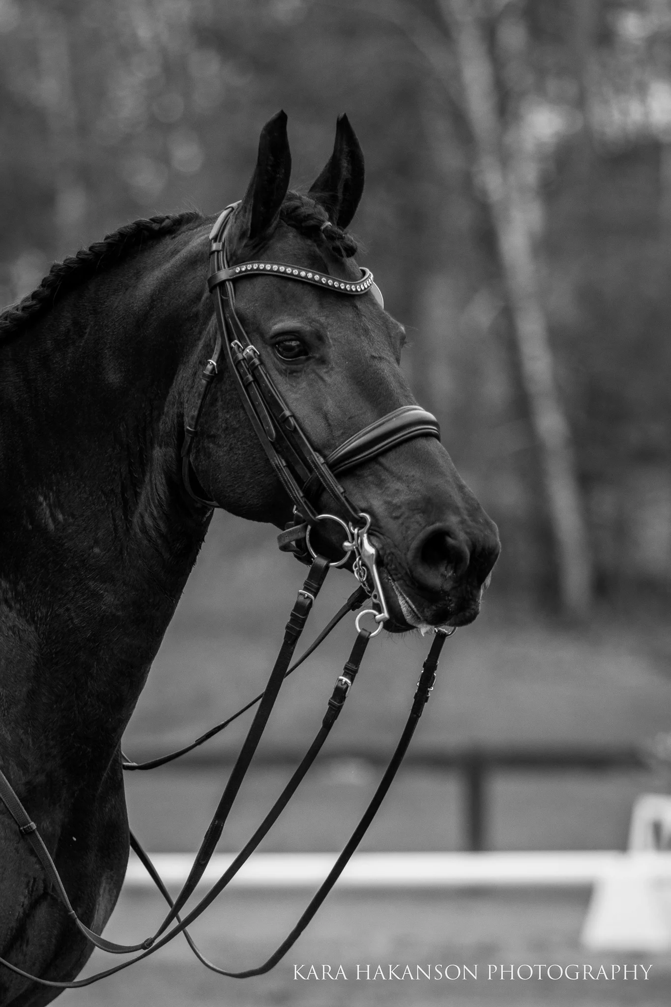 Abigail of Fresian Stable owned by Julie Williams