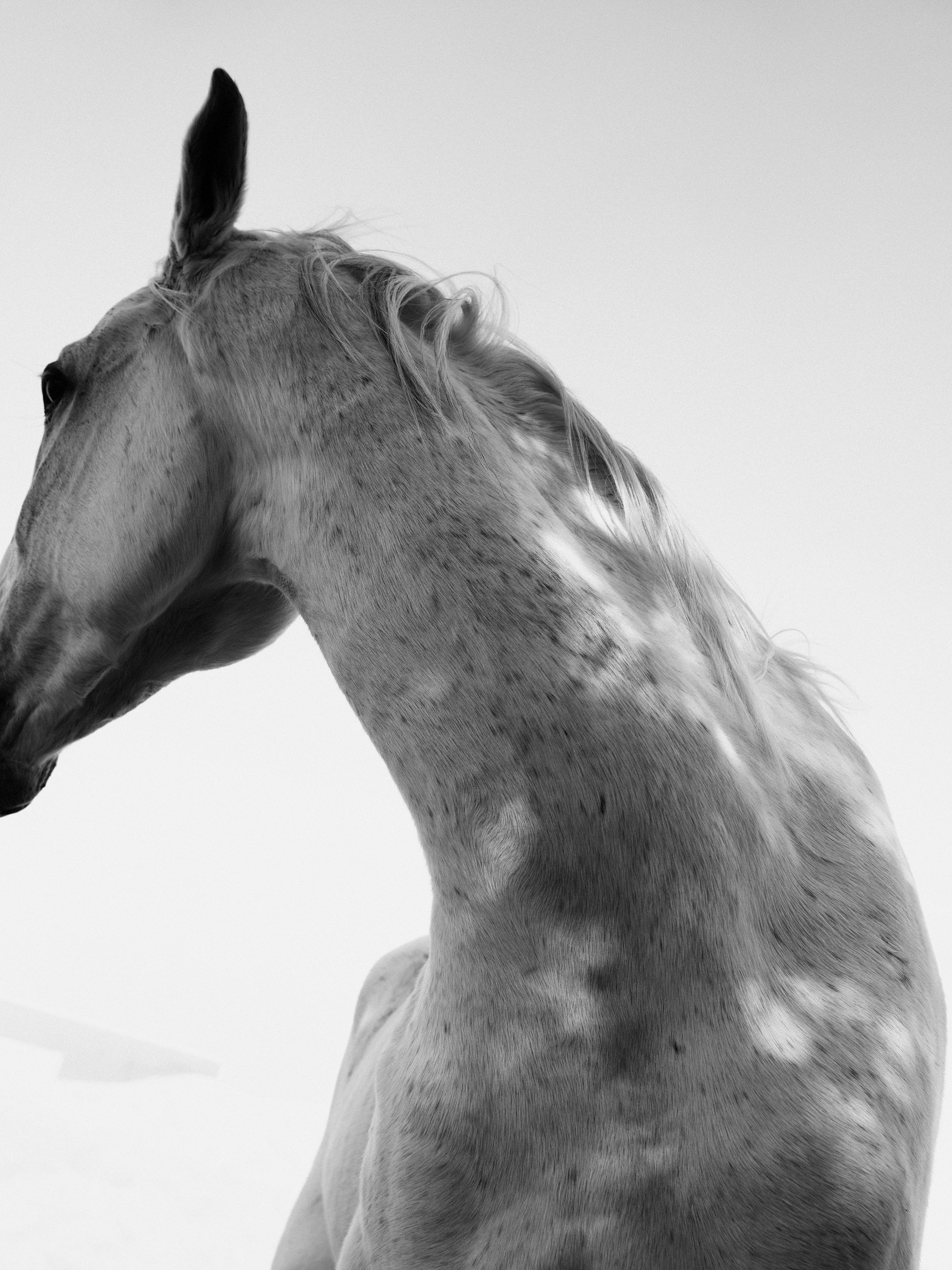 Обложка лошади. Обложка лошадь. Фотограф лошадей самый известный. Обложка с лошадкой.