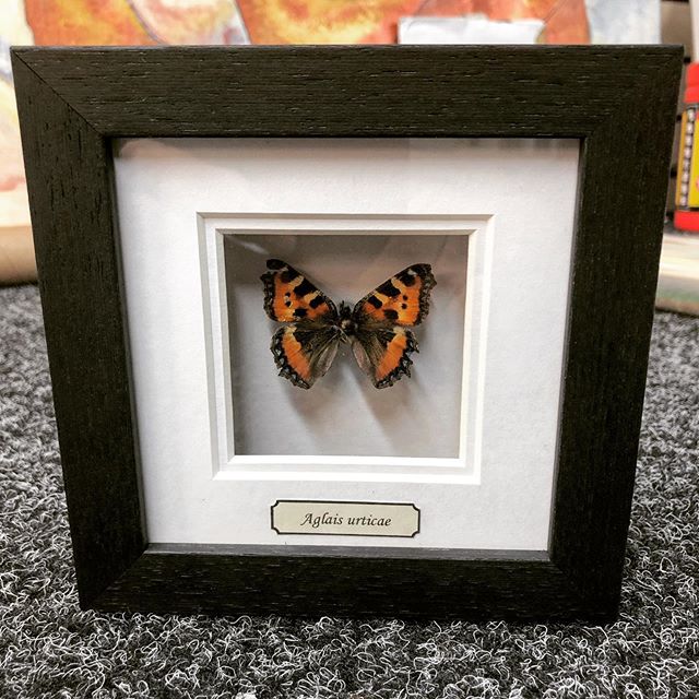 Framed Butterfly 🦋 something new everyday. #framingart #framed #frame #wildlifeframing #butterfly #glasgowframing #framer #christmasframing