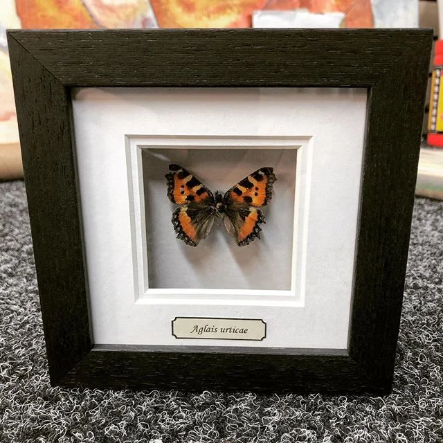 Framed Butterfly 🦋 something new everyday. #framingart #framed #frame #wildlifeframing #butterfly #glasgowframing #framer #christmasframing
