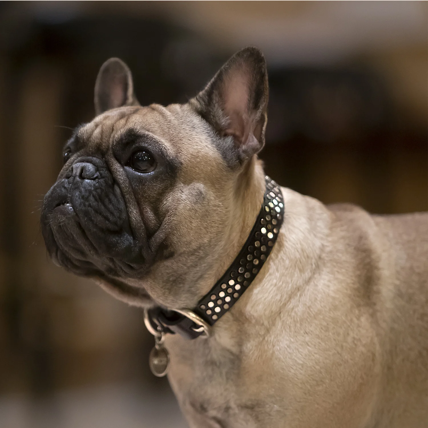 Sparky-bwilde-leashes-dog-bwilde-bwilde-leather-luxury-italy-pets-accessories-collar-pet-3