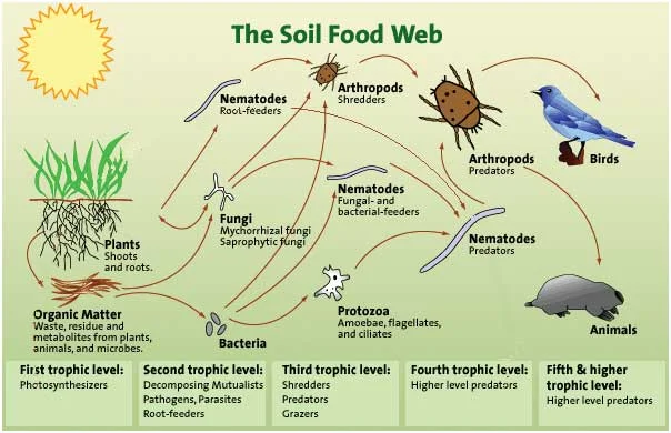 Digram from the soil food web institute