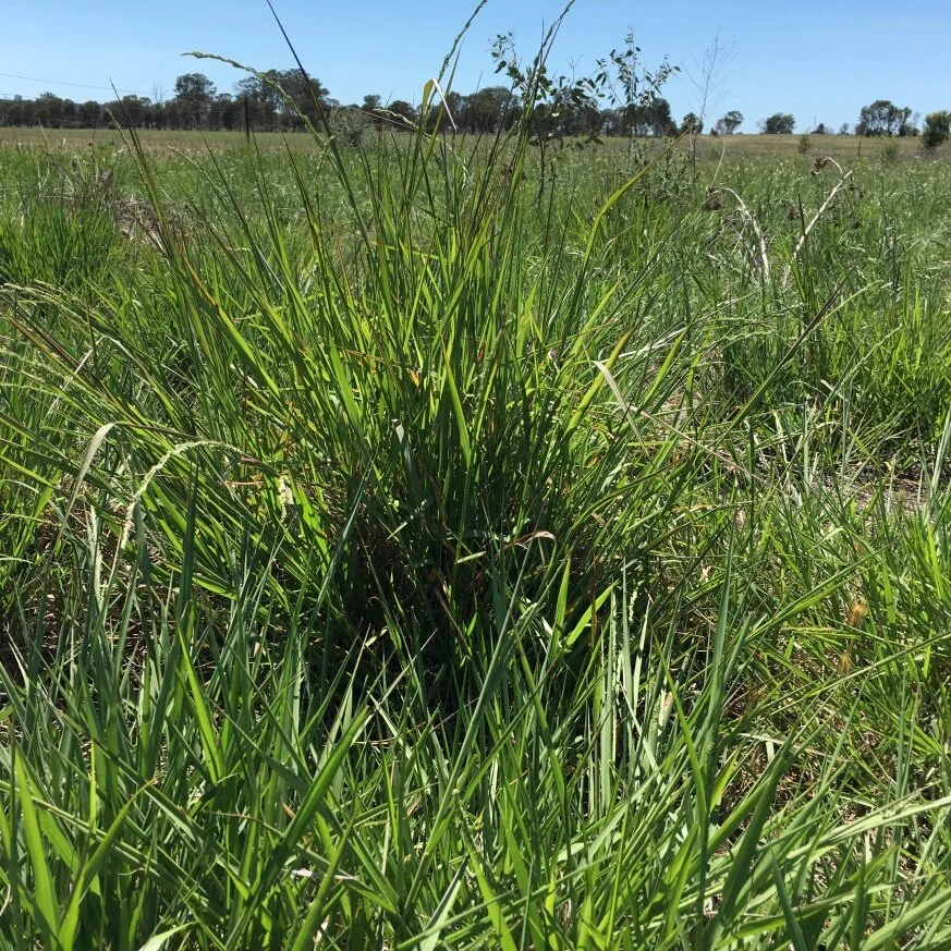 Warrego Summer Grass .jpeg