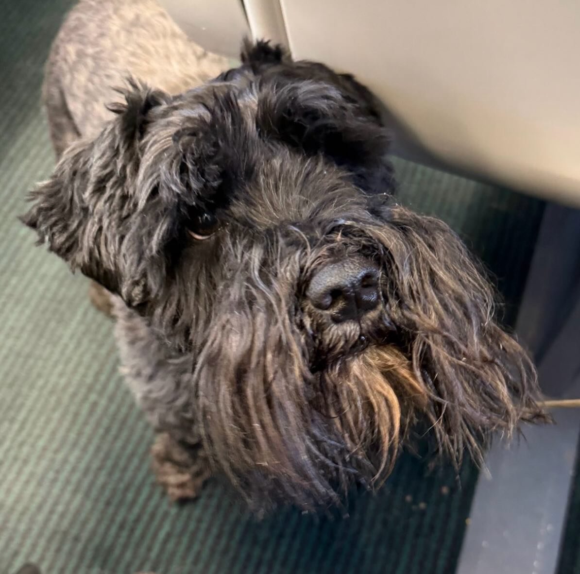 I was having a perfectly OK day yesterday until this fella came along. The actual brother-level spit of Ozzy who we lost over a year ago. There was just one seat left for me on the train next to his very kind owner, who absolutely understood. With te
