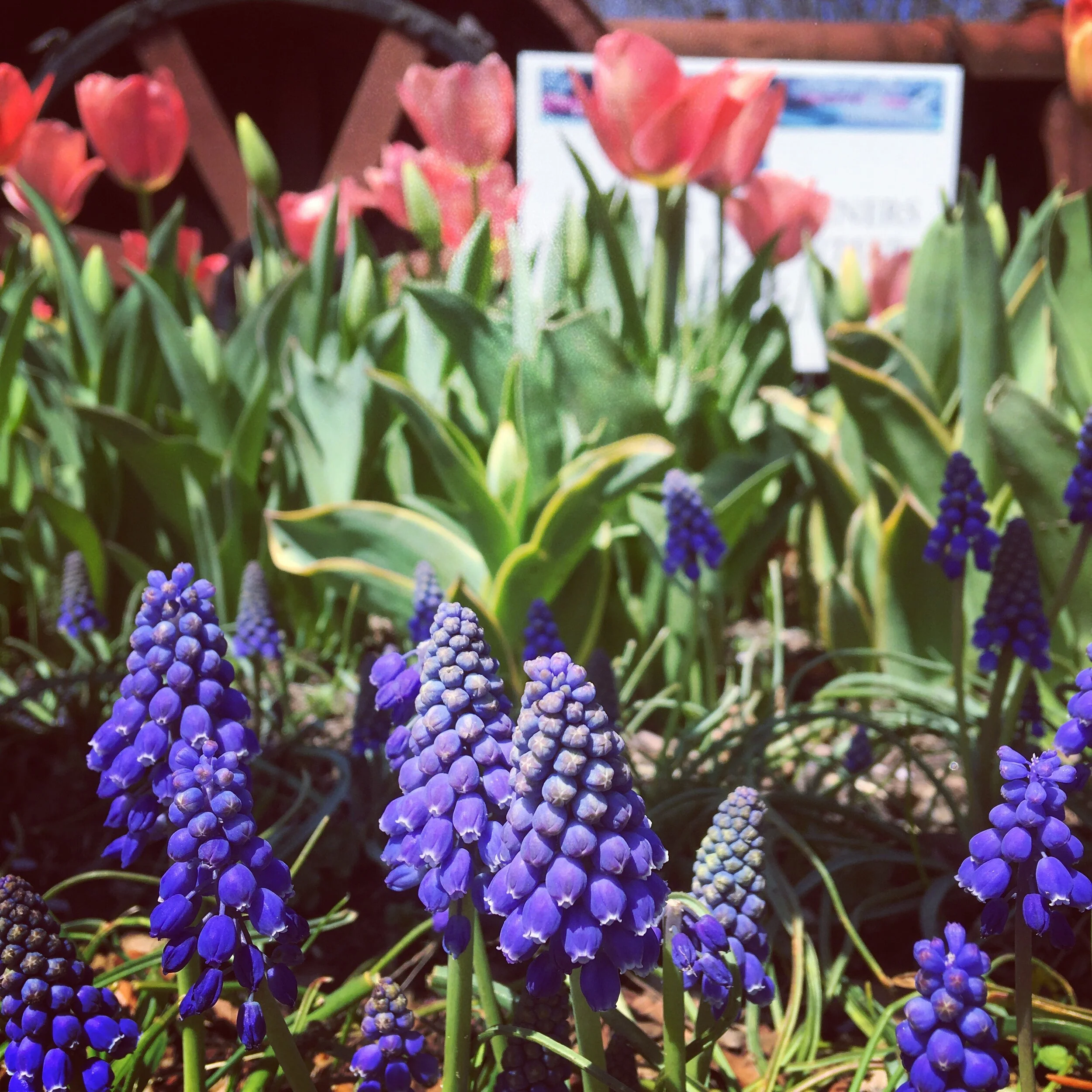 Spring_Plant_Sale.jpg