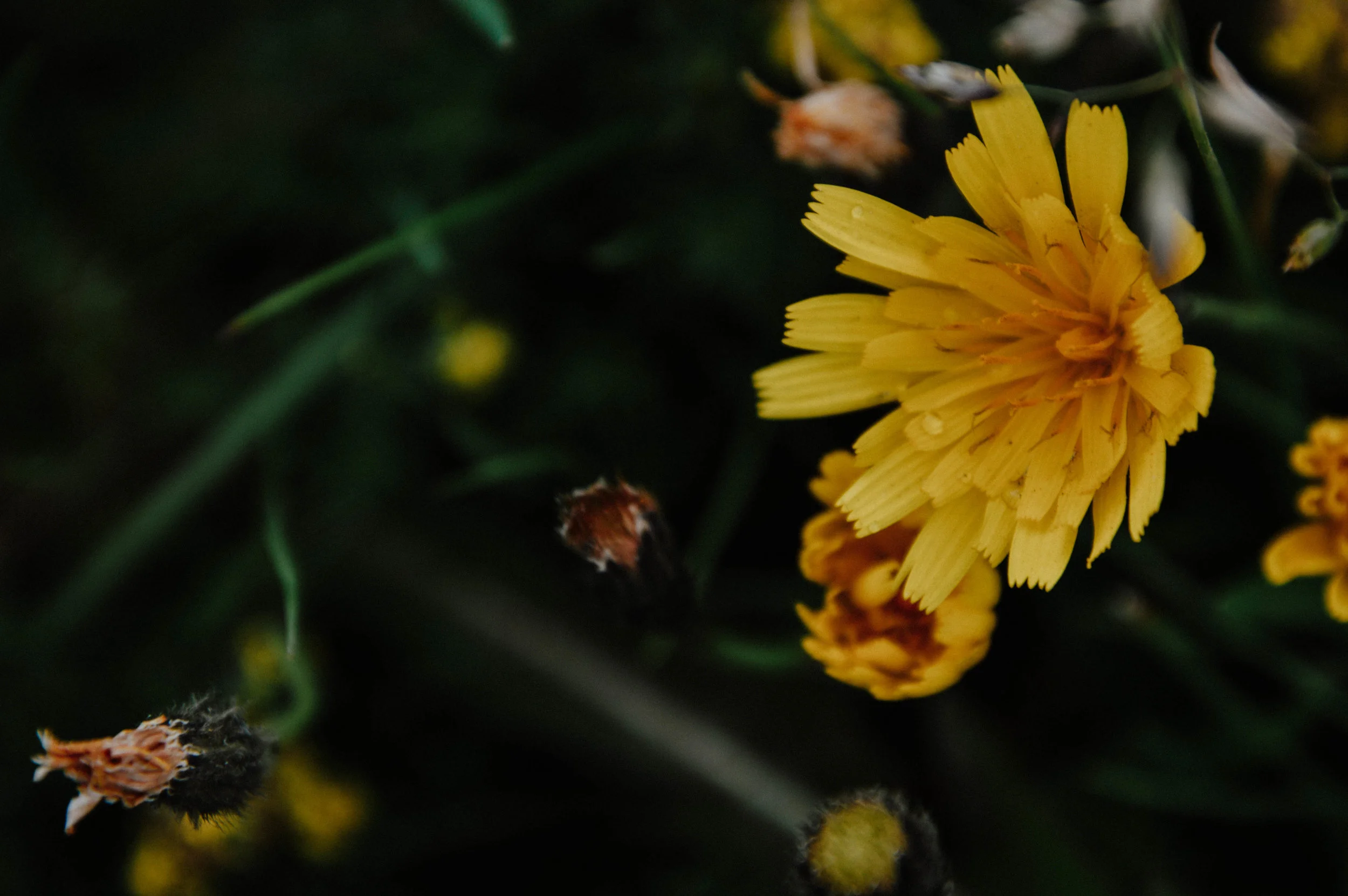 DSC_0444.jpg