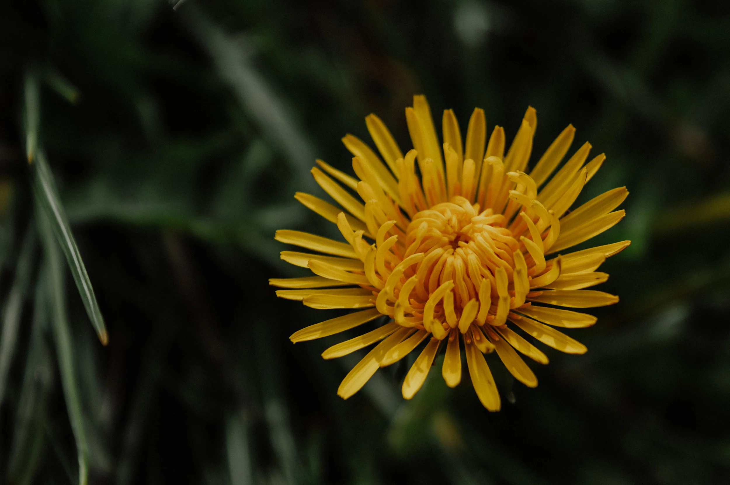 DSC_0407.jpg