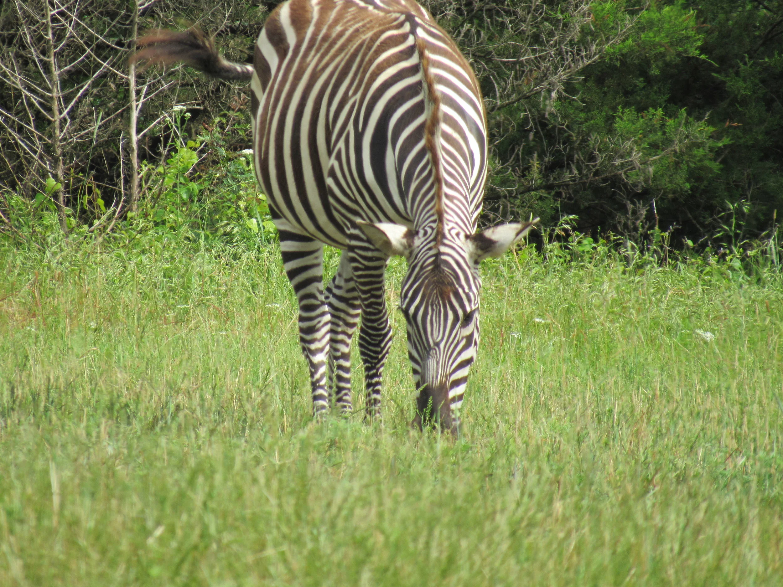 Wildlife Safari