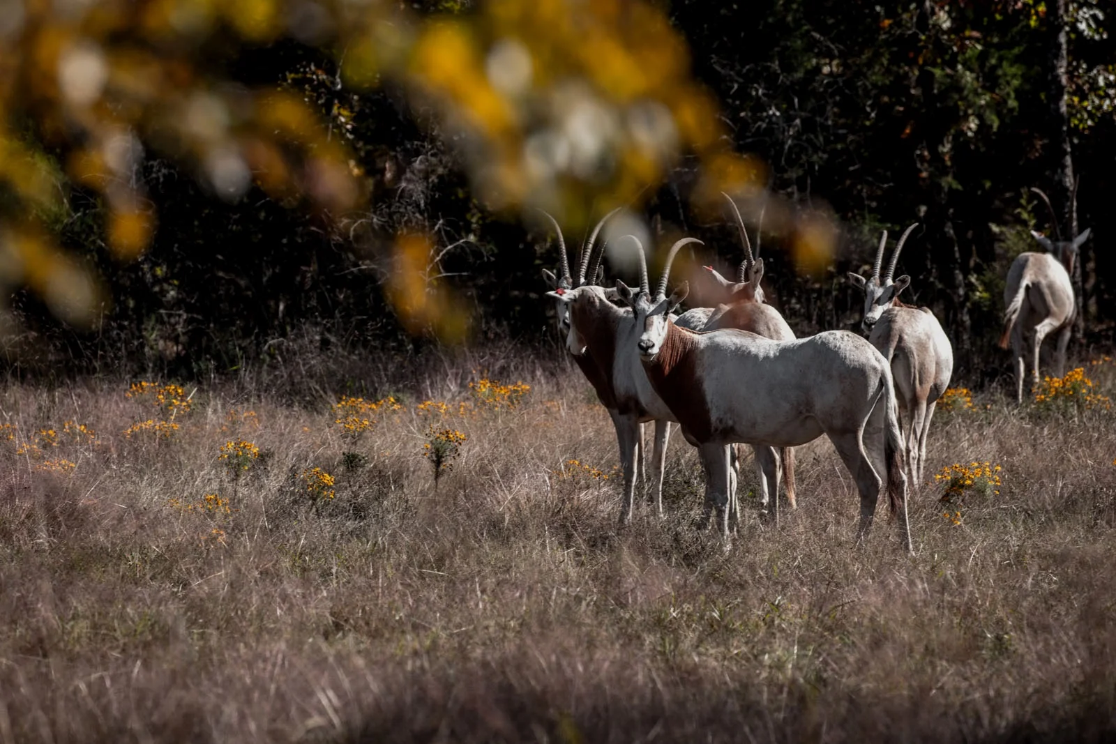 Pogue Ranch Hunting Trips