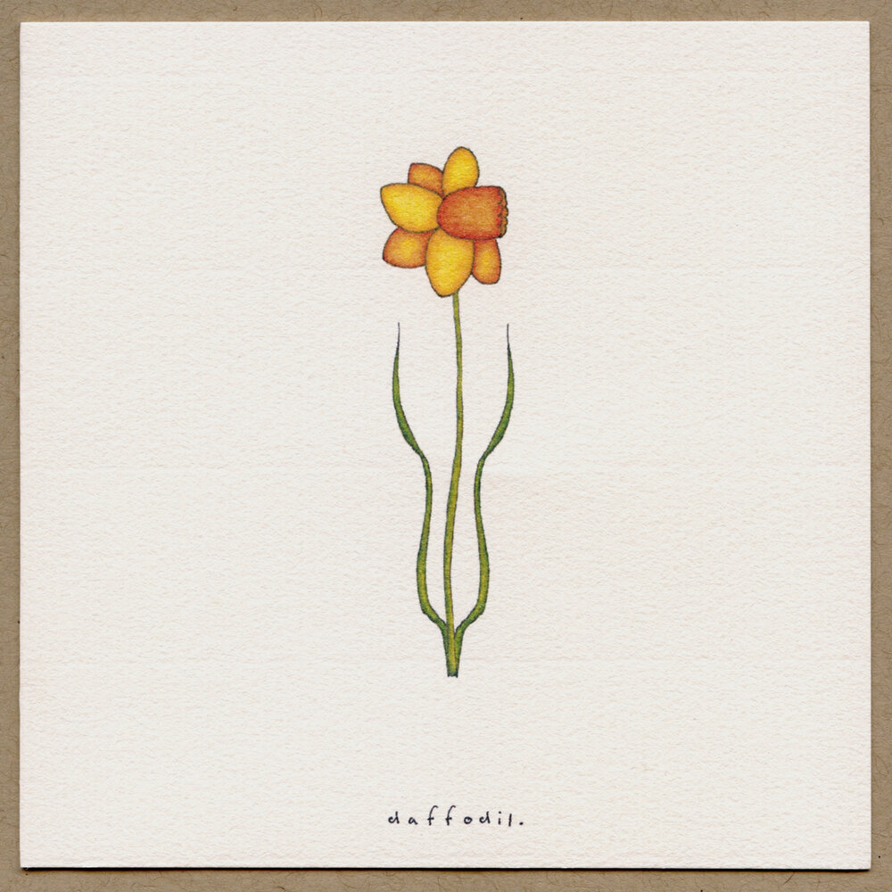 daffodil.jpg