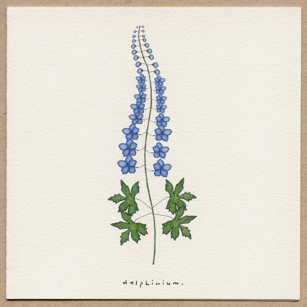 delphinium.jpg