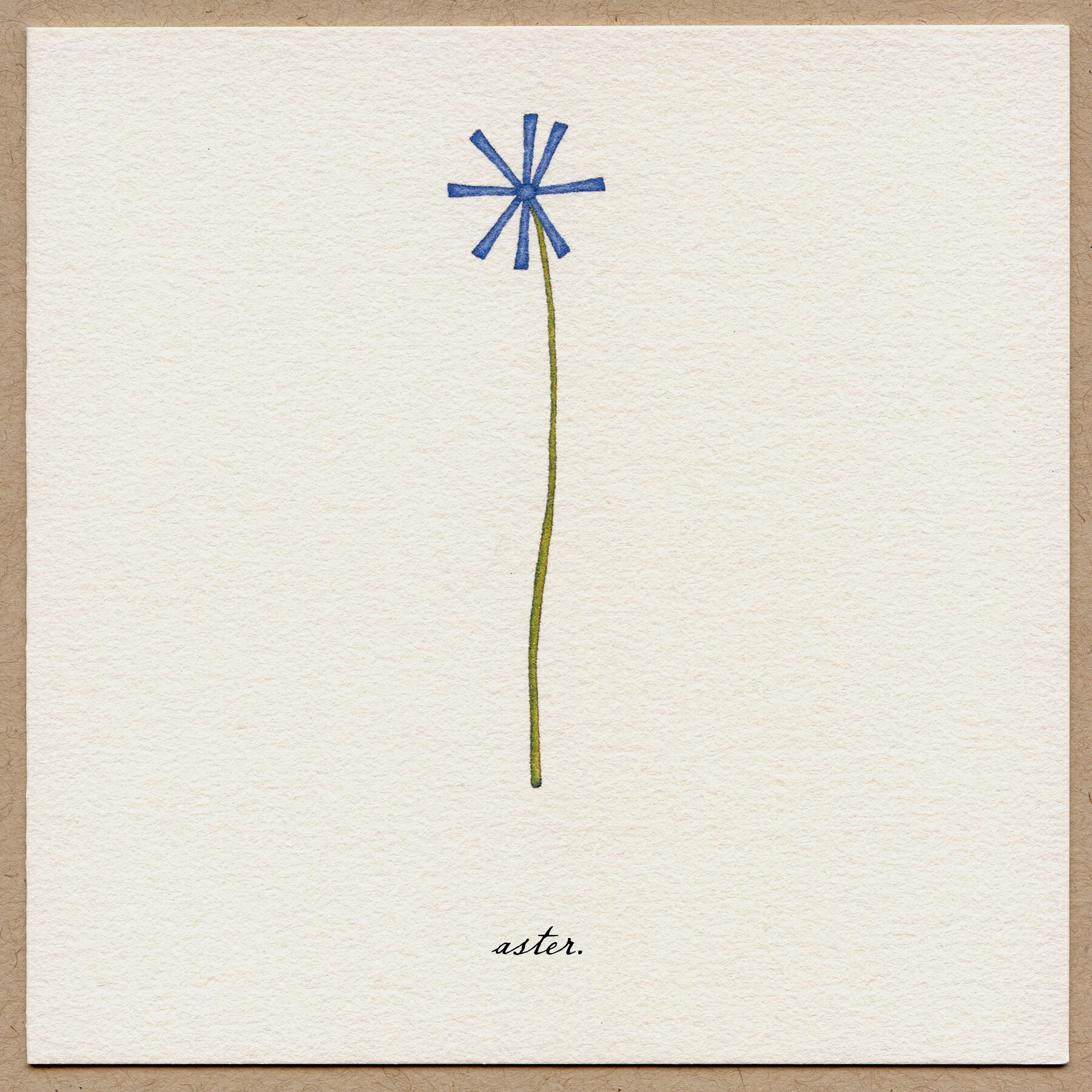 aster.jpg