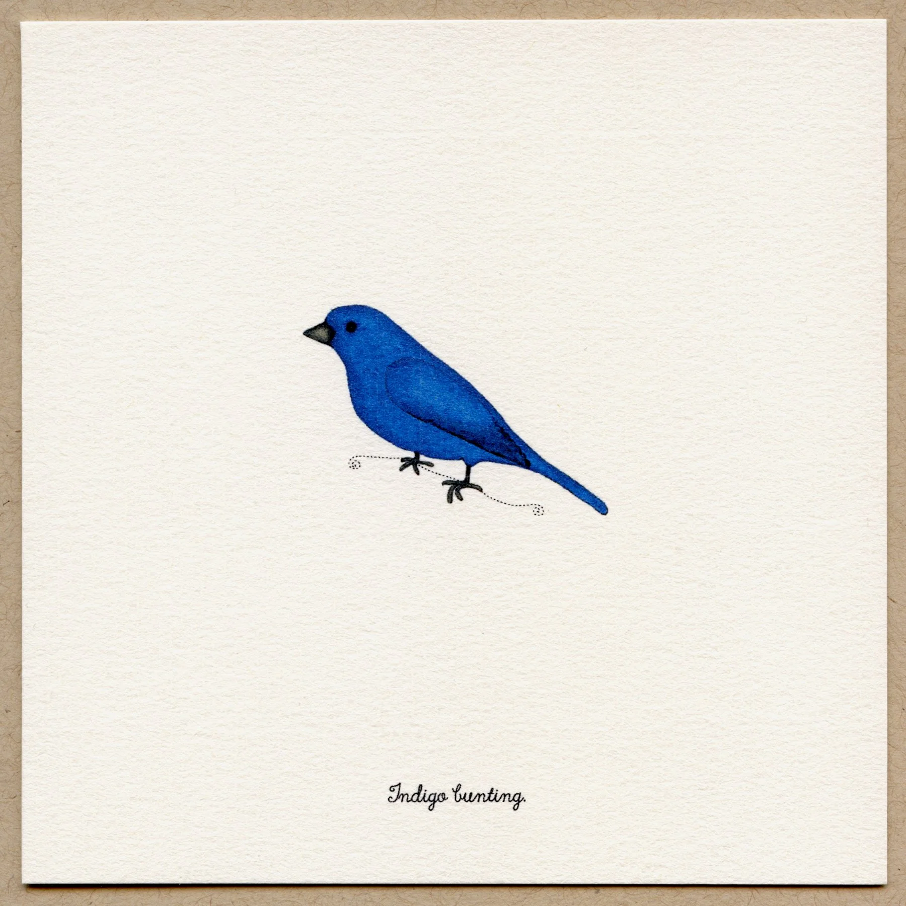 indigo bunting
