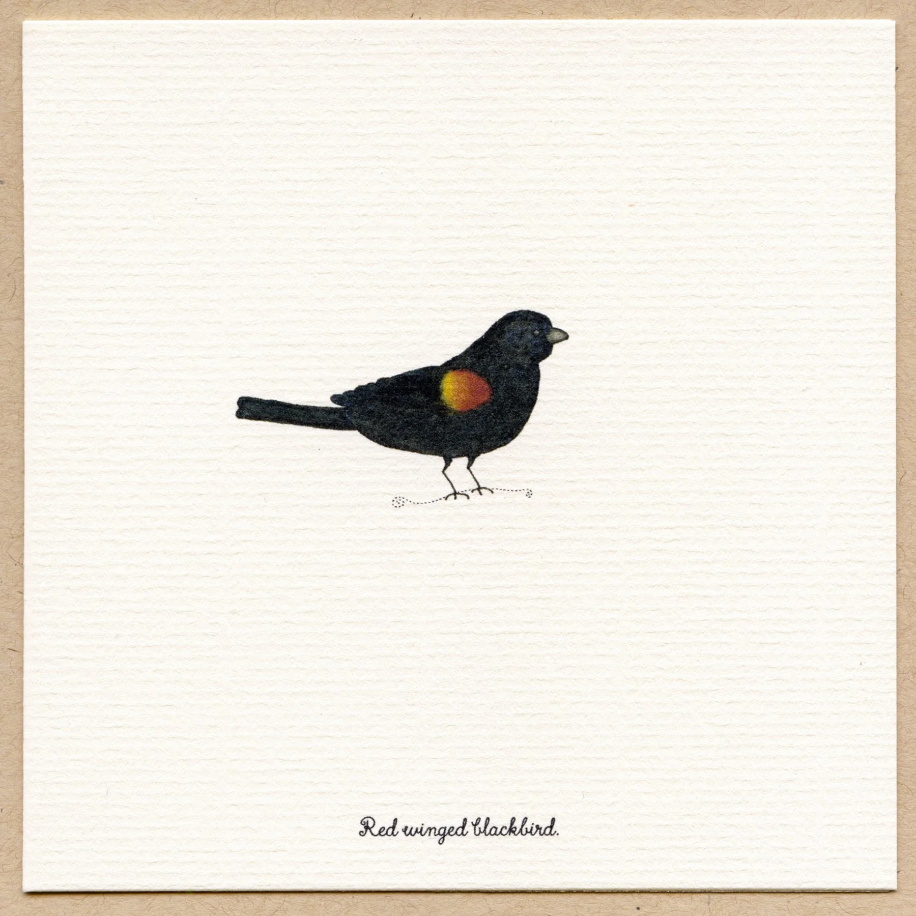 red winged blackbird.