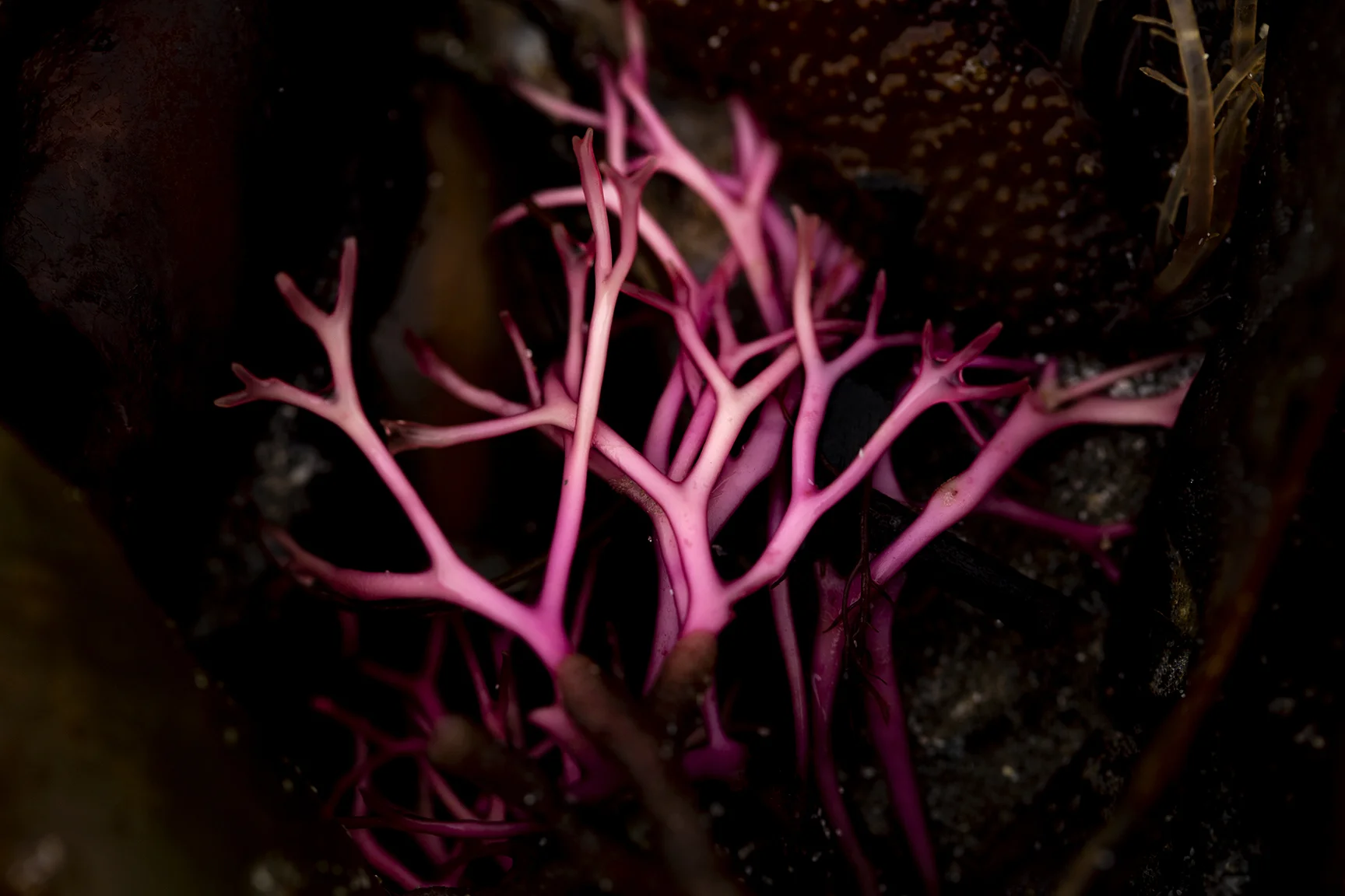 Pink tendrils.jpg
