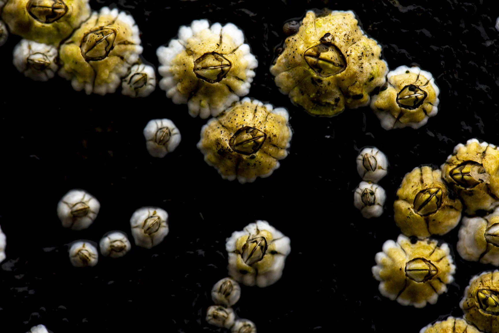 Solar system barnacles.jpg